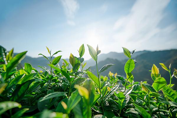 龙井茶是绿茶还是红茶（铁观音茶叶是红茶还是绿茶）